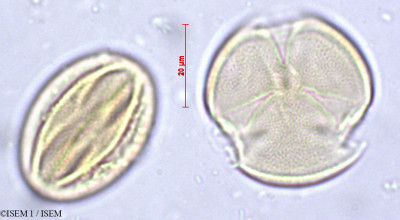 ISEM 1/Cariniana_estrellensis_29433/Cariniana_estrellensis_29433_0001(copy)_thumb.jpg